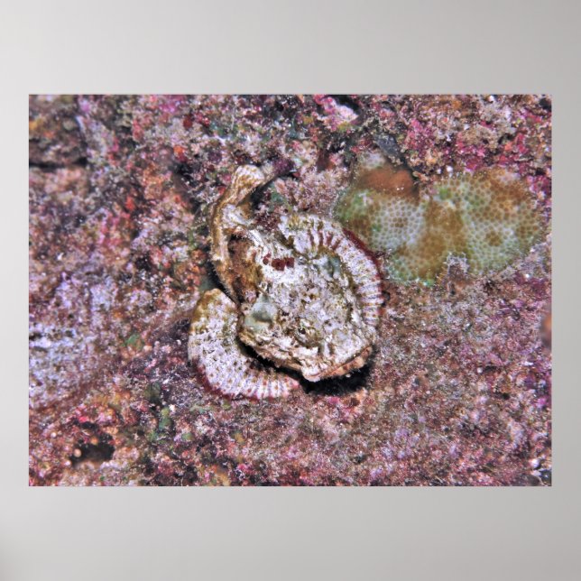 Camouflaged Scorpionfish Poster (Vorne)