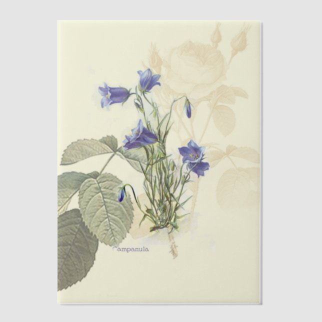 Campanula Bluebell Botanische Overlay (Vorderseite)