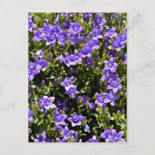 Campanula-Blume Postkarte