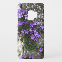 Campanula-Blume wachsen auf einer Mauer