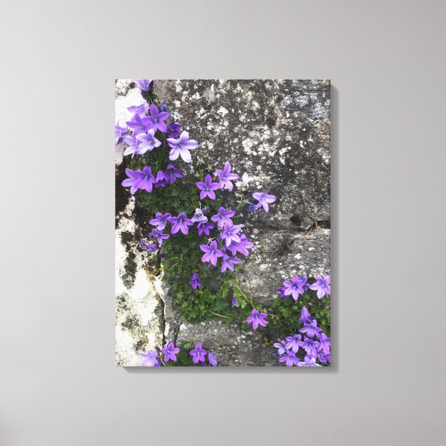 Campanula-Blume wachsen auf einer Mauer Leinwanddruck (Vorderseite)