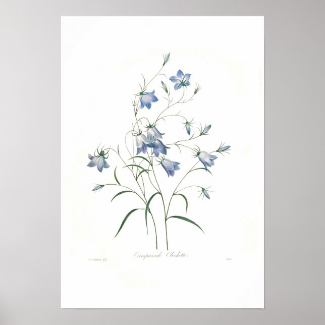 Campanula Clochette Poster (Vorne)