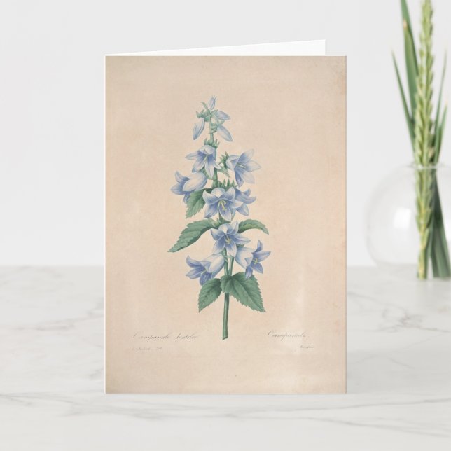 Campanula durch Redoute botanische Beileids-Karte Dankeskarte (Vorderseite)