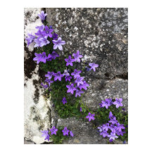 Campanula Flowers Growing on a Wall