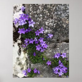 Campanula Flowers Growing on a Wall Poster