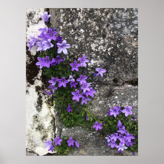 Campanula Flowers Growing on a Wall Poster (Vorne)