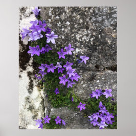 Campanula Flowers Growing on a Wall Poster