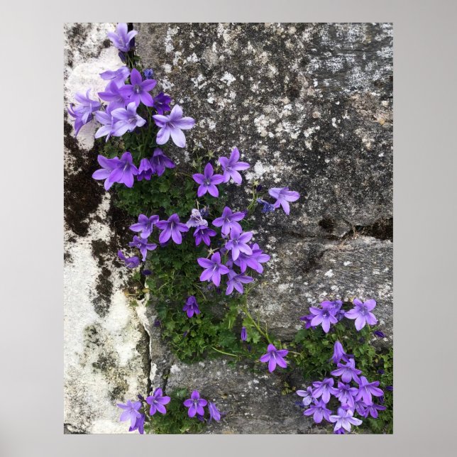 Campanula Flowers Growing on a Wall Poster (Vorne)