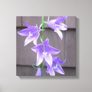 Campanula-Garten-Pflanzen-Blumen-Blau Leinwanddruck