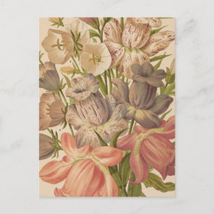 Campanula   George Nicholson Postkarte