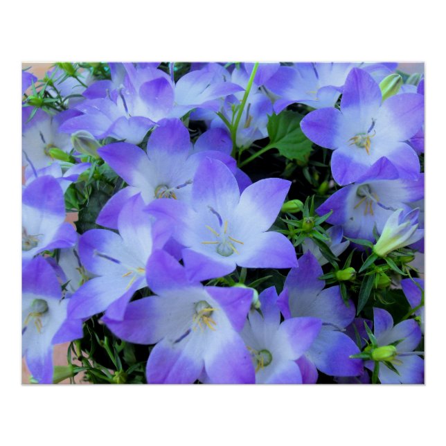 Campanula Lila weiße Blumen Fotografie Poster (Vorderseite)
