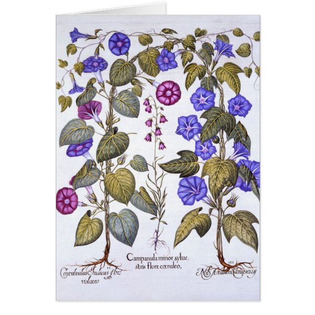 Campanule et Convovulus (Devant)