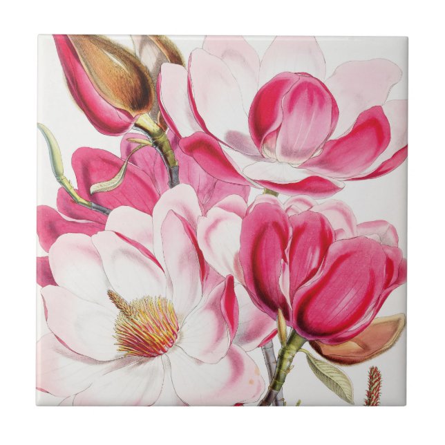 Campbell Magnolie Fliese (Vorderseite)