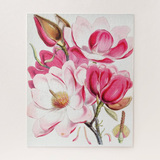 Campbell's Magnolia (Vertikal)