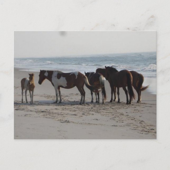 Camping auf der Insel Assateague Postkarte (Vorderseite)
