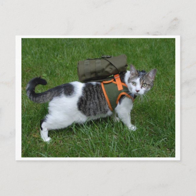 Camping Kitty Postkarte (Vorderseite)