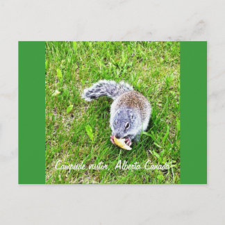 Campingbesucher Postkarte