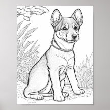 Canaan Dog Aduloring