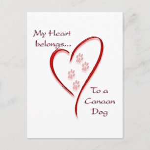 Canaan Dog Heart Belongs Postkarte