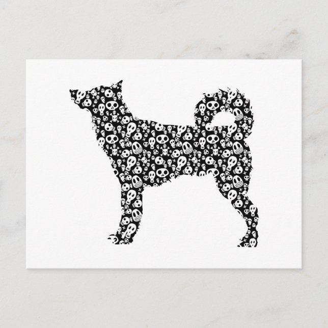 Canaan Dog Postkarte (Vorderseite)