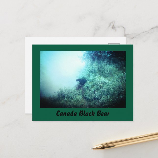 Canada Black Bear Postcard Postkarte (Vorderseite/Rückseite Beispiel)