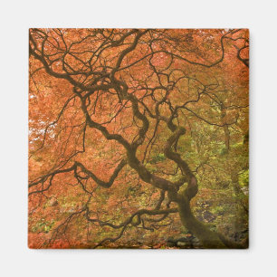 CANADA, British Columbia, Victoria. Herbst 2 Magnet