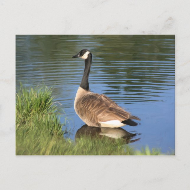 Canada Gans Animal Art Postcard Postkarte (Vorderseite)