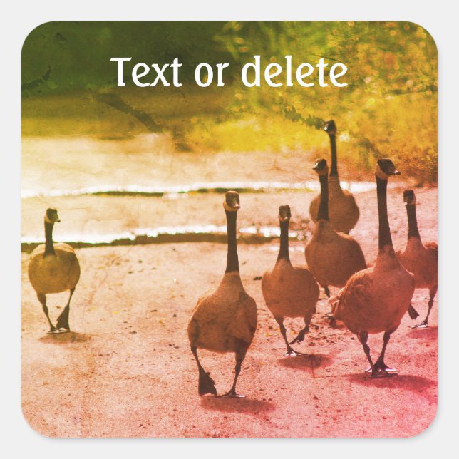 Canada Gans Family Nature Personalisiert Quadratischer Aufkleber (Vorderseite)