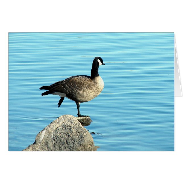 Canada Gans on Rocks (Vorderseite (Horizontal))
