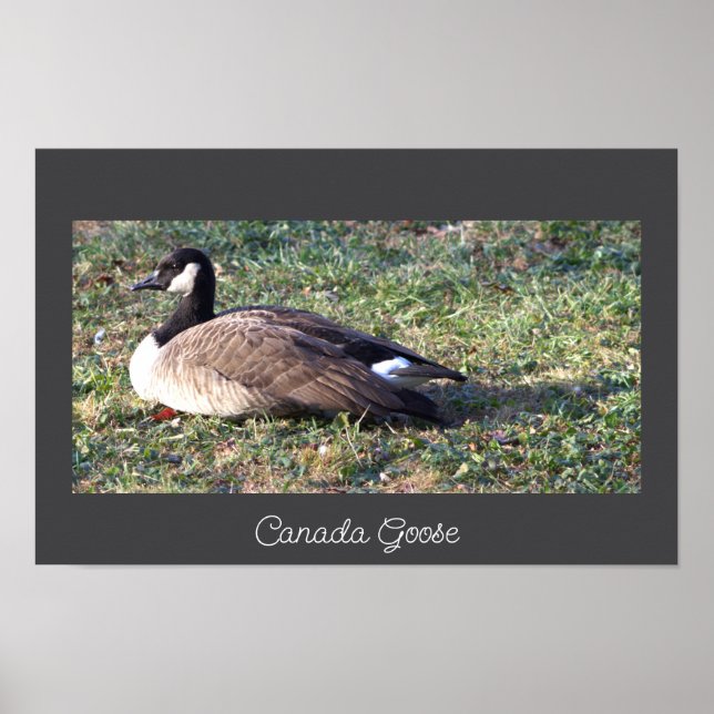 Canada Gänse Foto Poster (Vorne)