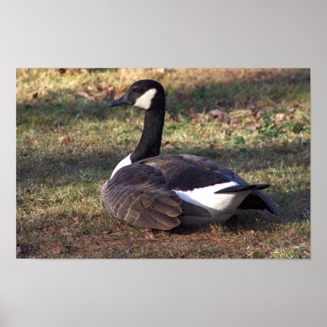 Canada Gänse Foto Poster (Vorne)