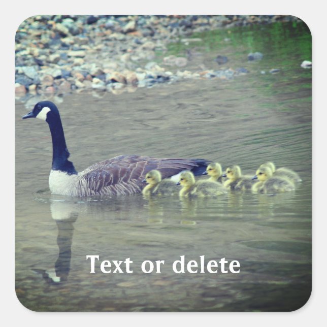 Canada Gänse Mama Babies Natur Personalisiert Quadratischer Aufkleber (Vorderseite)