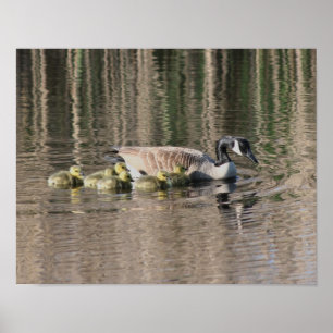 Canada Gänse Mama Gosling Babies Wildlife Poster