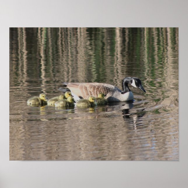 Canada Gänse Mama Gosling Babies Wildlife Poster (Vorne)