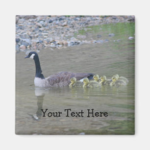 Canada Geese Mom Babies Nature Photo Magnet