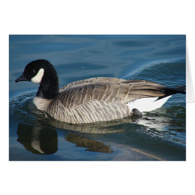Canada Goose (Devant horizontal)
