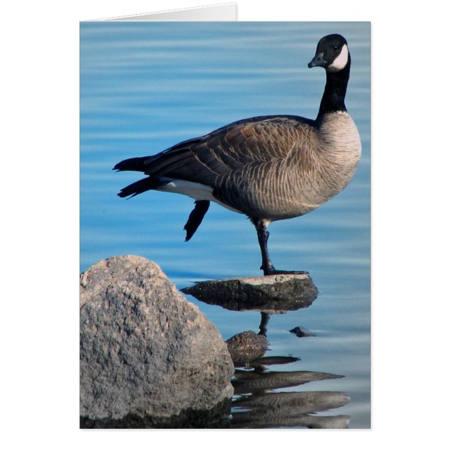 Canada Goose (Devant)