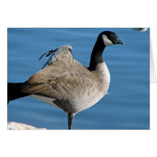 Canada Goose