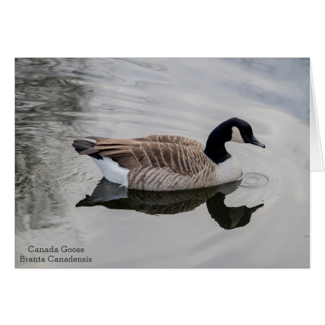 Canada Goose Animal Art Grußkarte (Vorderseite (Horizontal))