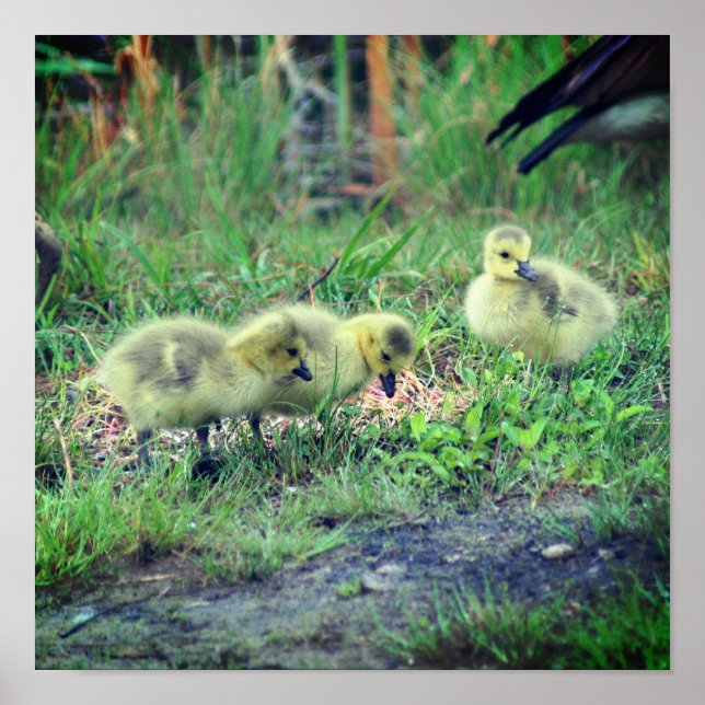 Canada Goose Babies Wildlife Poster (Vorne)