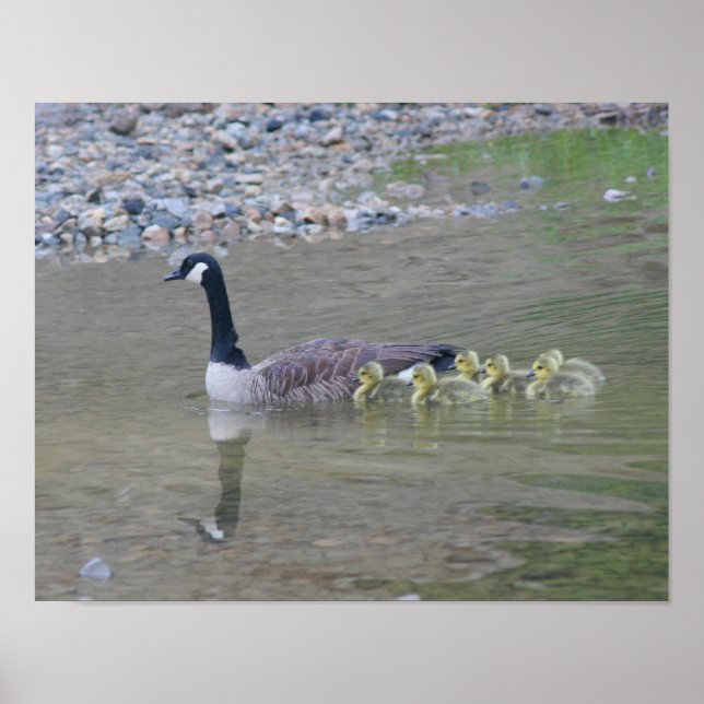 Canada Goose Babies With Mom Animal Poster (Vorne)