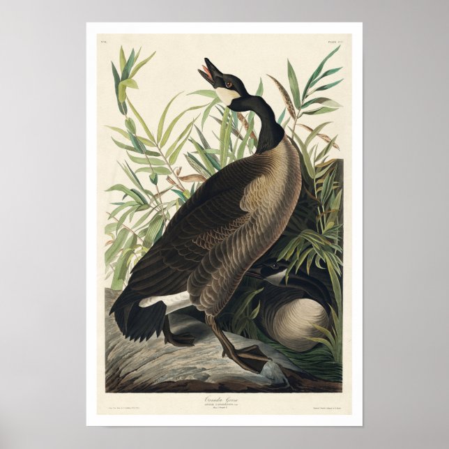 Canada Goose by Audubon Poster (Vorne)