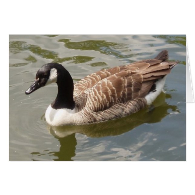 Canada Goose Card (Vorderseite (Horizontal))