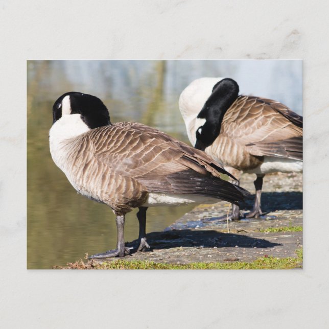 Canada Goose Couple Postkarte (Vorderseite)