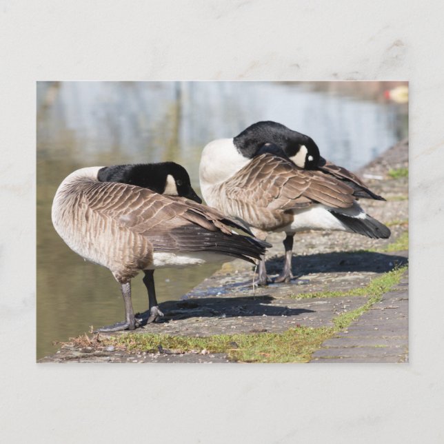 Canada Goose Couple Postkarte (Vorderseite)