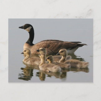 Canada Goose et sa carte postale photo de famille