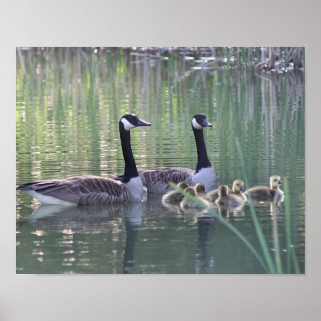 Canada Goose Family 3 Wildlife Poster (Vorne)