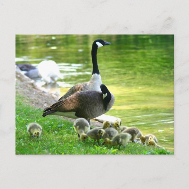 Canada goose family postkarte (Vorderseite)