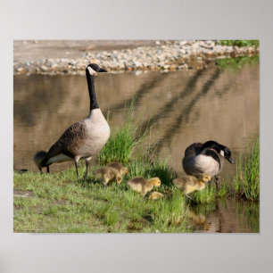 Canada Goose Family Wildlife Poster