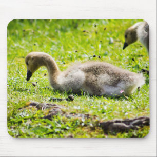 Canada Goose Gosling Mousepad
